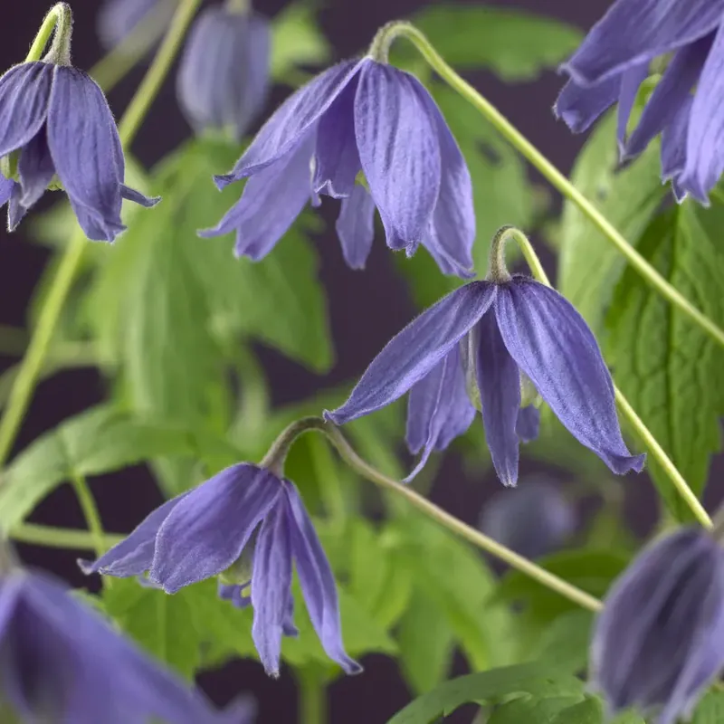 Lage prijs | Bosrank (Clematis macropetala)