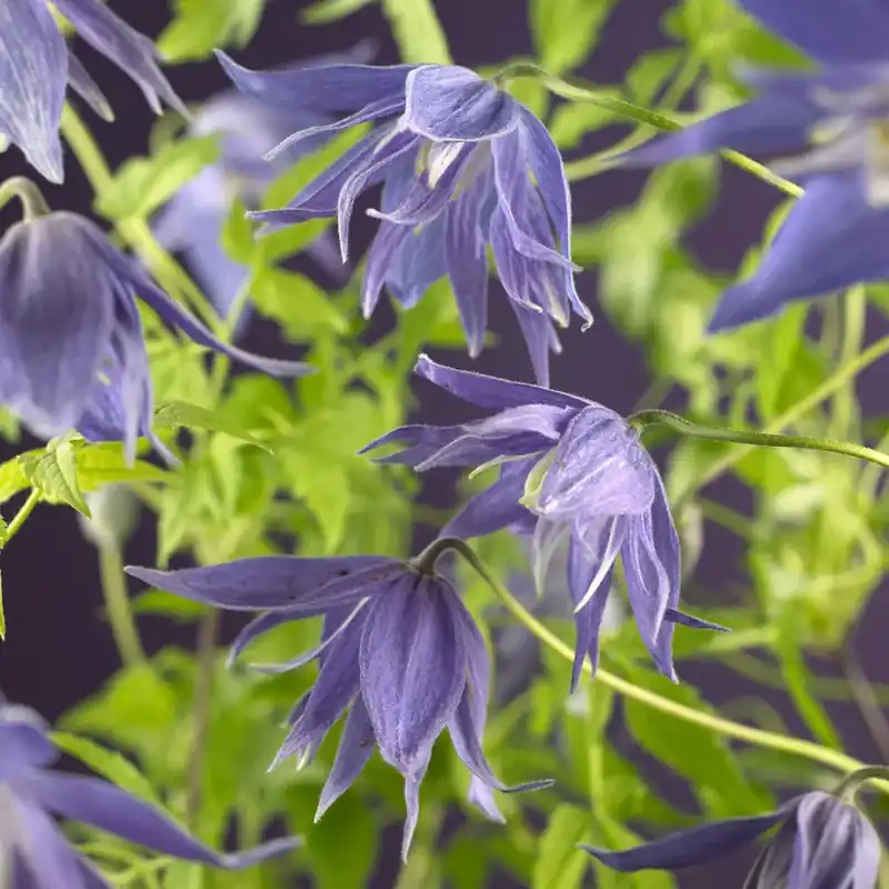 Sale - Bosrank (Clematis macropetala ‘Maidwell Hall‘)