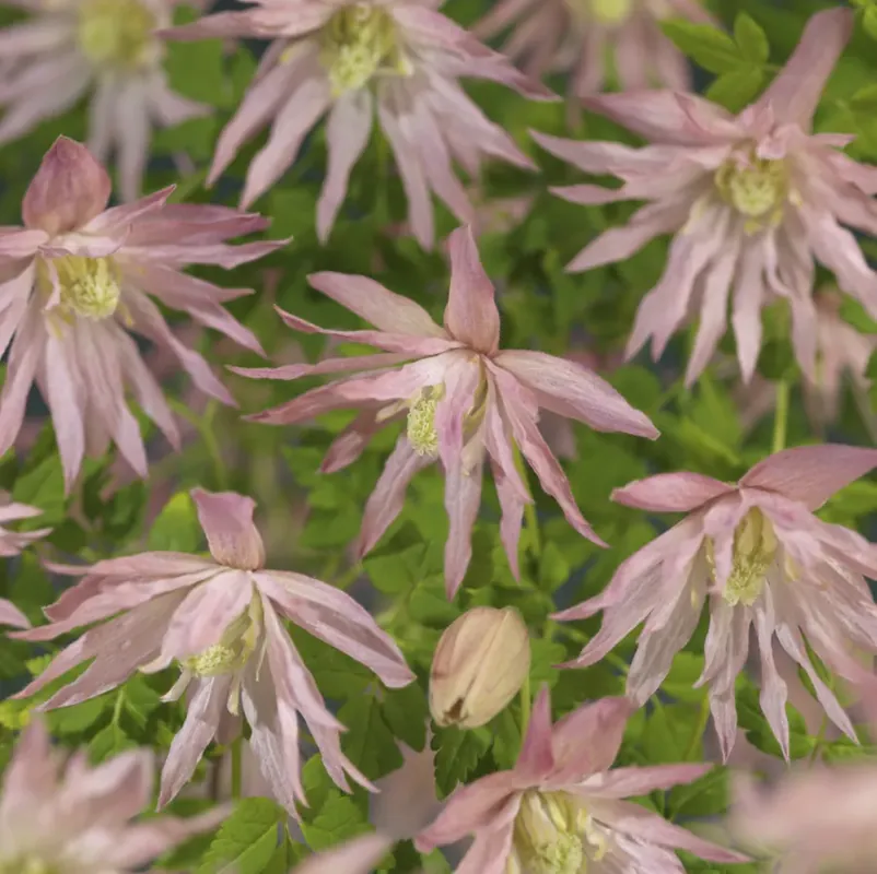 Bosrank (Clematis ‘Country Rose‘) | Zojuist toegevoegd