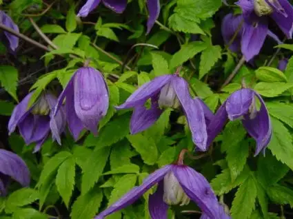 Nieuwe release | Clematis ‘Pamela Jackman‘ kopen en online bestellen