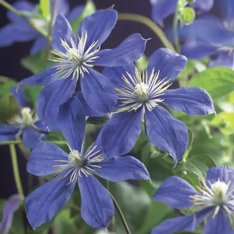 Online bestelbaar - Clematis ‘Arabella‘ bestellen online bij Directplant
