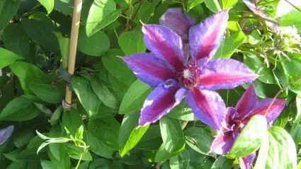 Meest verkocht - Clematis ‘Akaishi‘ bestellen online bij Directplant