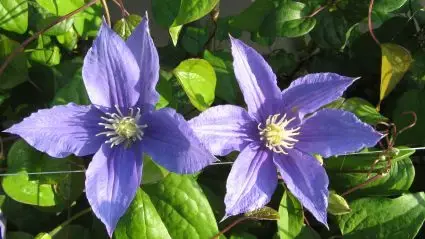 Clematis ‘Beauty of Worcester‘ bestellen online bij Directplant | Net binnen