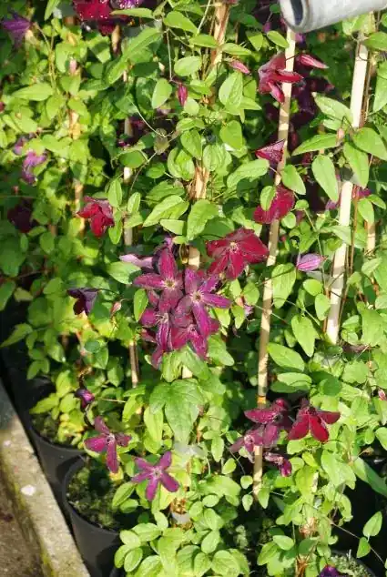 Clematis viticella ‘Royal velours‘ online bestellen bij Directplant - Premiumkwaliteit