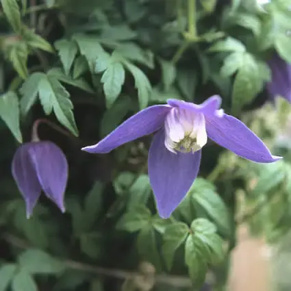 Clematis alpina ‘Frances Rivis‘ bestellen en online kopen - Spoedlevering
