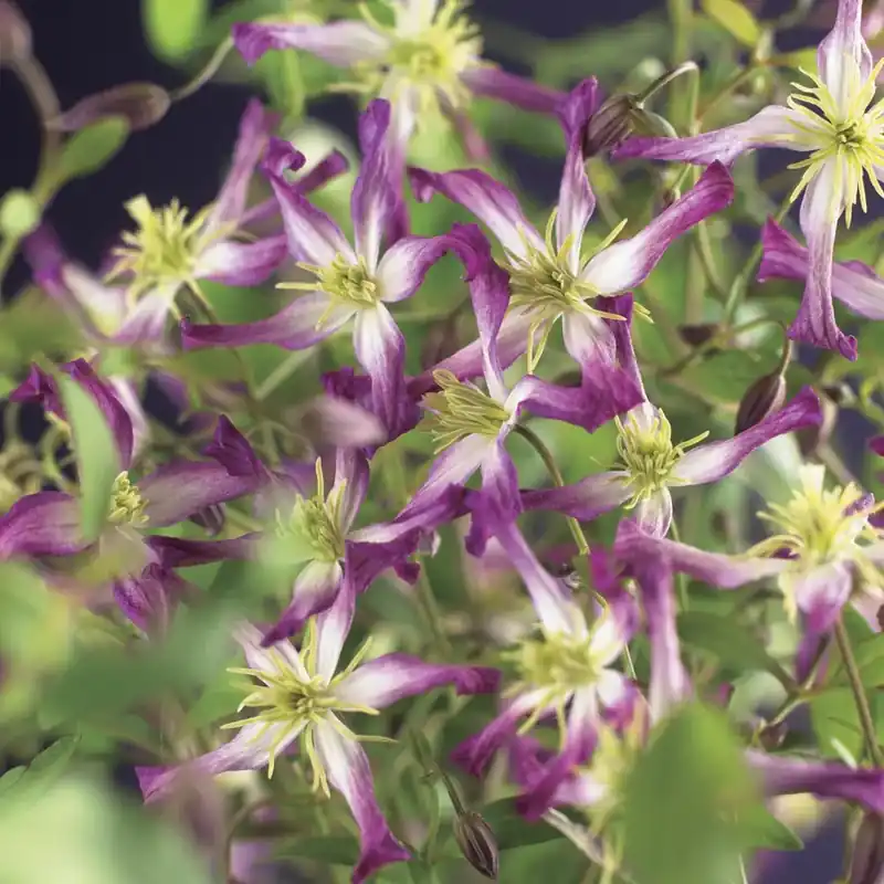 Nieuw product - Bosrank (Clematis triternata ‘Rubromarginata‘)