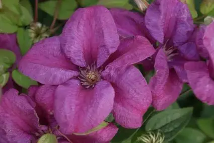 Actie | Clematis ‘Rahvarinne‘ bestellen online bij Directplant