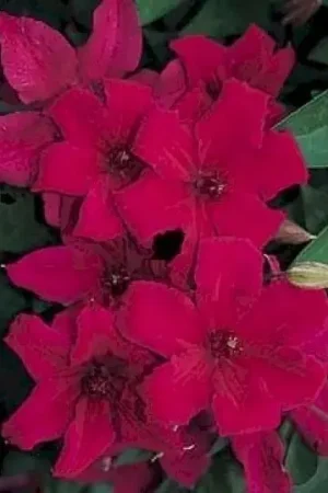 Actieprijs | Clematis ‘Kardynal Wyszynski‘ online bestellen bij Directplant