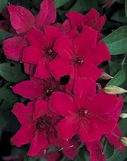 Actieprijs | Clematis ‘Kardynal Wyszynski‘ online bestellen bij Directplant