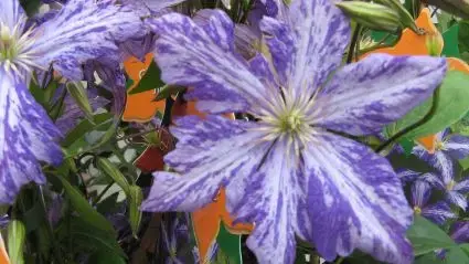 Clematis ‘Tie Dye‘ online bestellen bij Directplant - Professionele kwaliteit