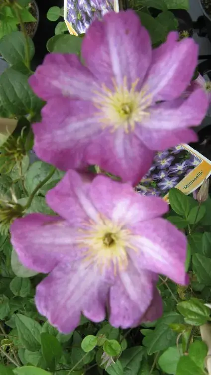 Clematis ‘Miniseelik‘ online kopen en bestellen - Bestelbaar