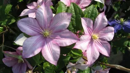 Clematis ‘Caroline‘ bestellen online bij Directplant | Nieuw in het assortiment