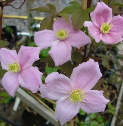 Fabrieksprijs - Clematis montana ‘New Dawn‘ bestellen online bij Directplant