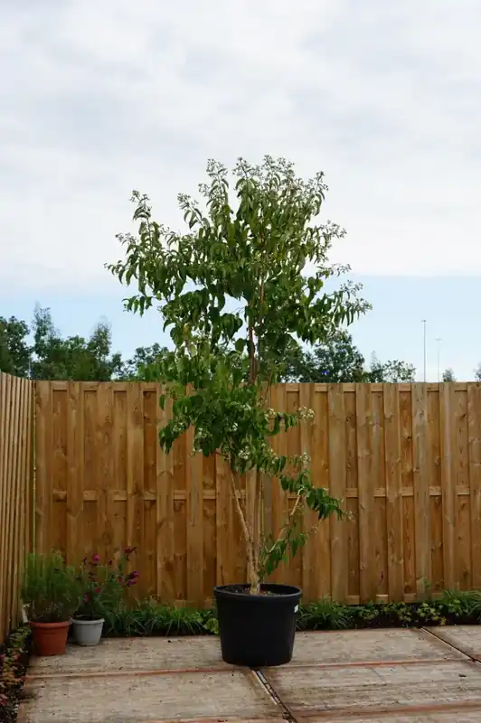 Zevenzonenboom (Heptacodium miconioides) Deluxe | Laatste kans
