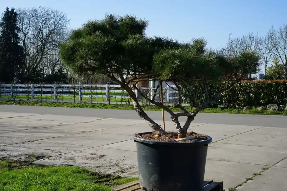 Nieuw binnengekomen - Den (Pinus nigra ‘Pierick Bregeon R) Deluxe
