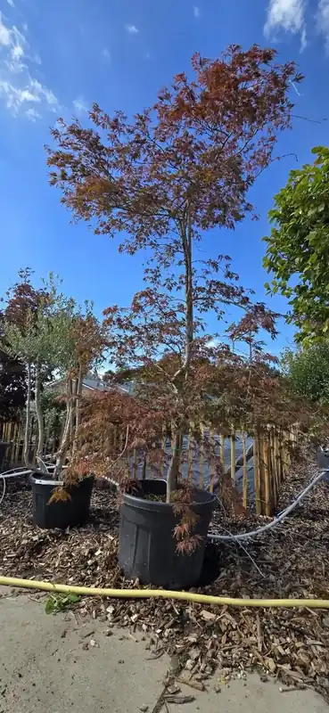 Japanse Esdoorn (Acer palmatum ‘Garner‘) Droomplant - Net gelanceerd