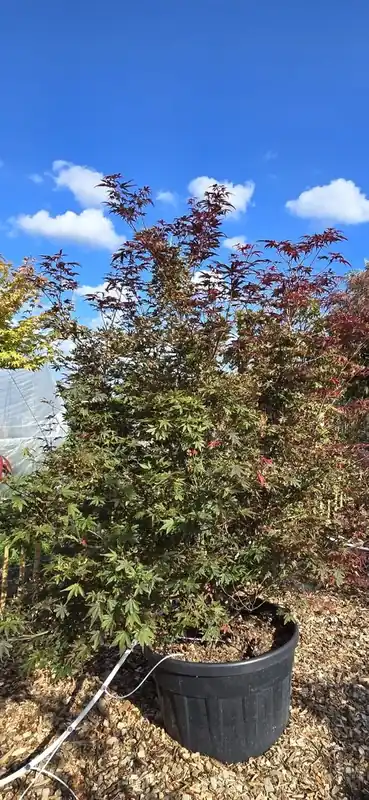 Korting - Japanse esdoorn (Acer palmatum ‘Skeeter‘s Broom‘) Deluxe