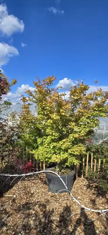 Koopje - Japanse esdoorn (Acer palmatum ‘Sangokaku‘) - Droomplanten