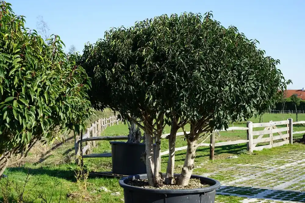 Portugese laurier (Prunus lusitanica ‘Angustifolia‘) Deluxe | Uitverkoop