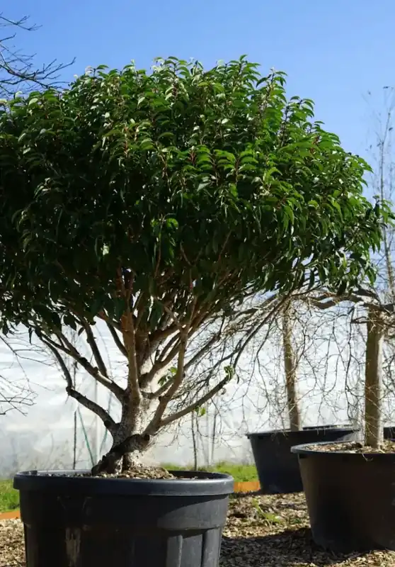 Portugese laurier (Prunus lusitanica ‘Angustifolia‘) - Droomplanten - Solitair - Nieuwe release