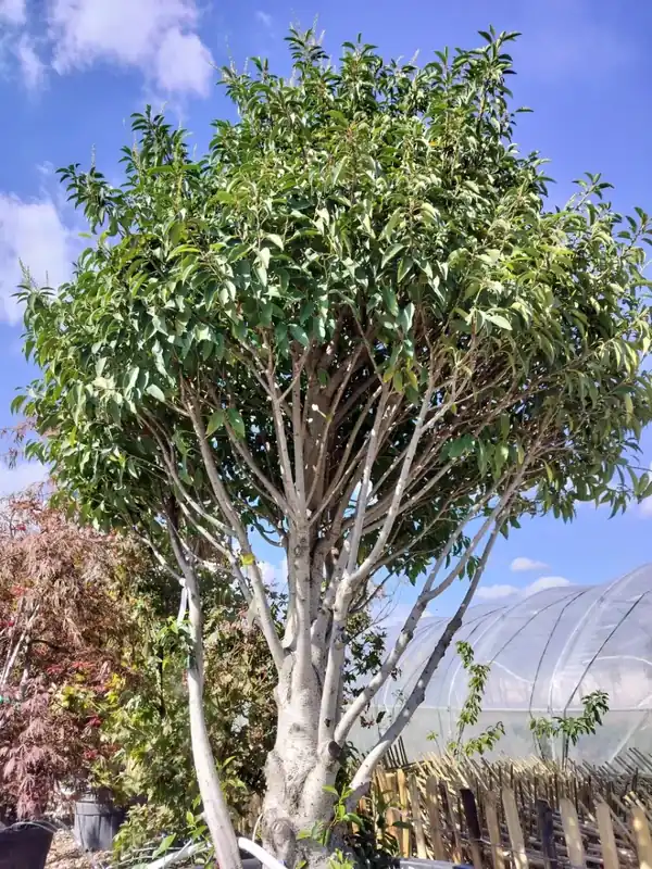 Portugese laurier (Prunus lusitanica ‘Angustifolia‘) 200/250 cm - Solitair - Droomplanten - Laatste dagen