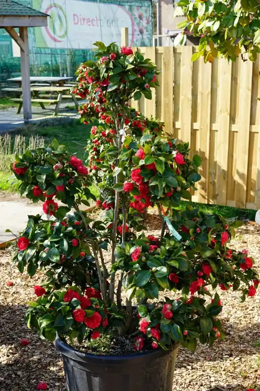 Populair | Camellia (Camellia japonica ‘Black Lace‘) Deluxe