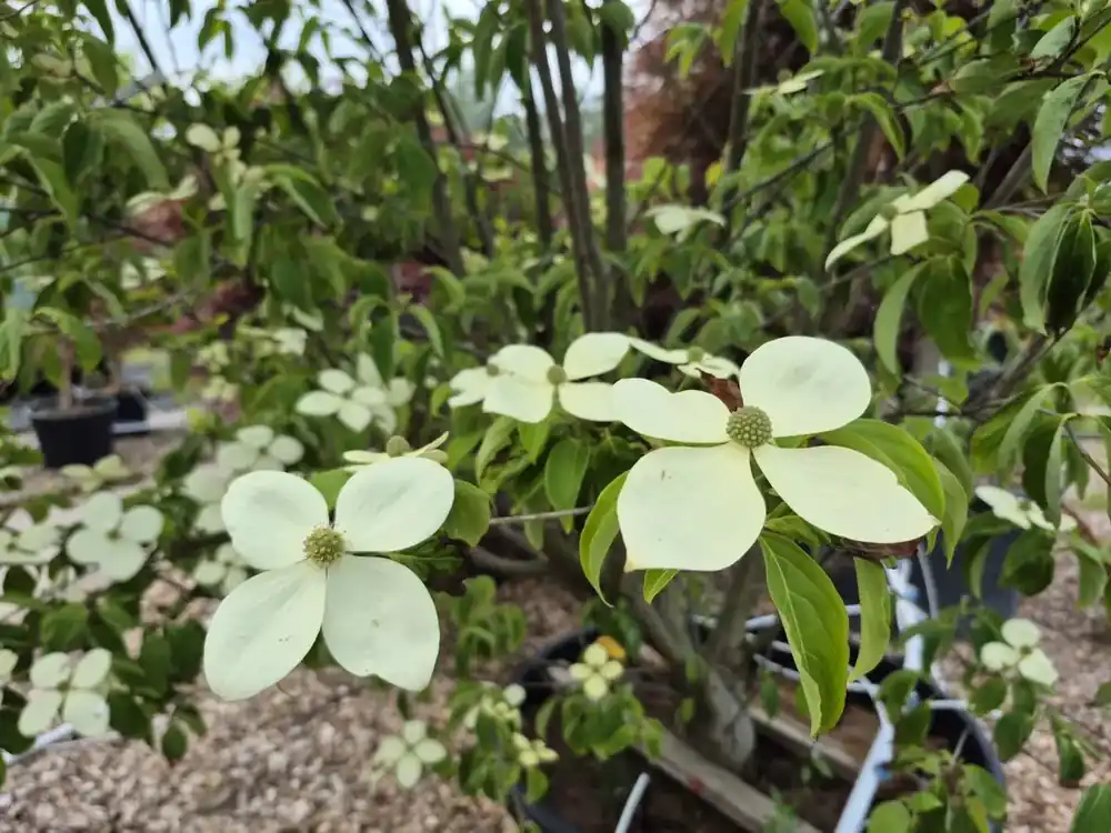 Rechtstreeks van de fabrikant - Japanse grootbloemige kornoelje (Cornus ‘Norman Hadden‘) Deluxe