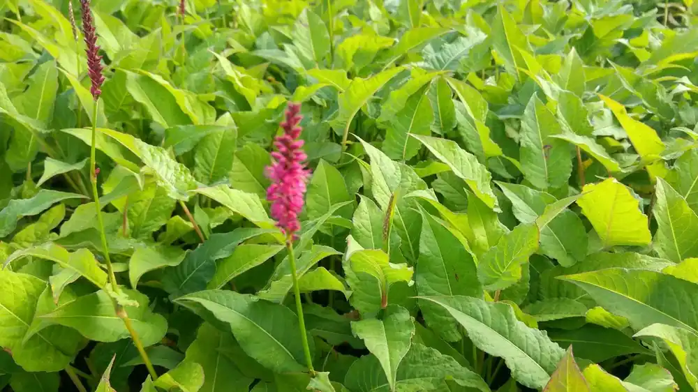 Duizendknoop (Persicaria amplexicaulis) - Korting