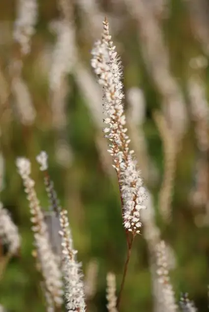 Duizendknoop (Persicaria amplexicaulis ‘Alba‘) - Hoog gewaardeerd