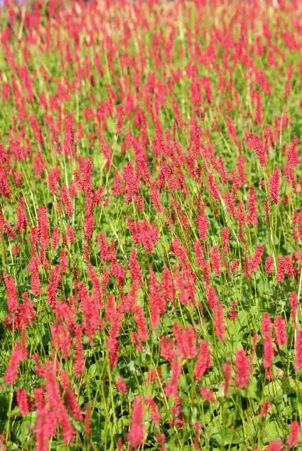 Duizendknoop (Persicaria amplexicaulis ‘Speciosa‘) - Net toegevoegd