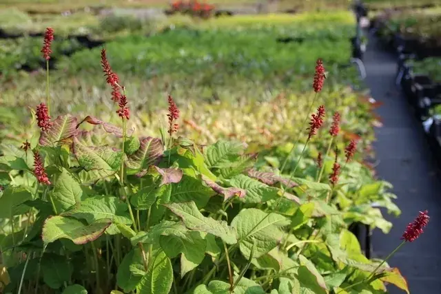 Duizendknoop (Persicaria amplexicaulis ‘JS Calor‘) BIO - Voeg toe aan winkelwagen