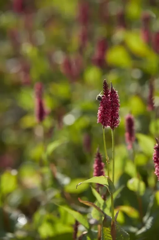 Nieuw binnengekomen - Duizendknoop (Persicaria amplexicaulis ‘JS Calor‘)