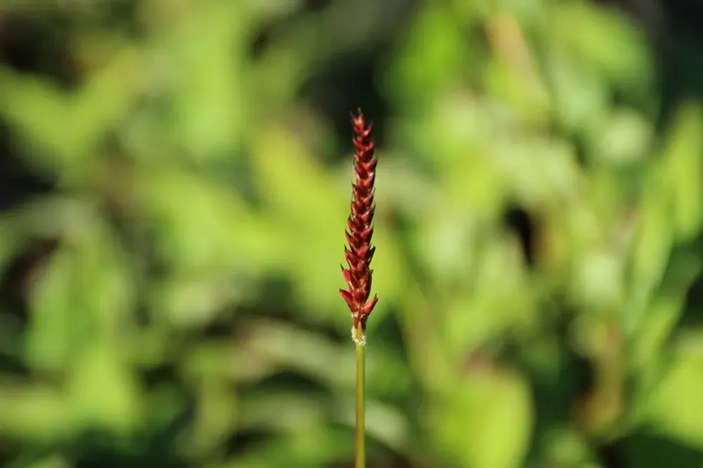 Professionele kwaliteit - Duizendknoop (Persicaria amplexicaulis ‘JS Delgado Macho‘)