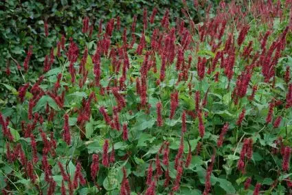 Spoedlevering - Duizendknoop kopen? Persicaria Blackfield met groeigarantie