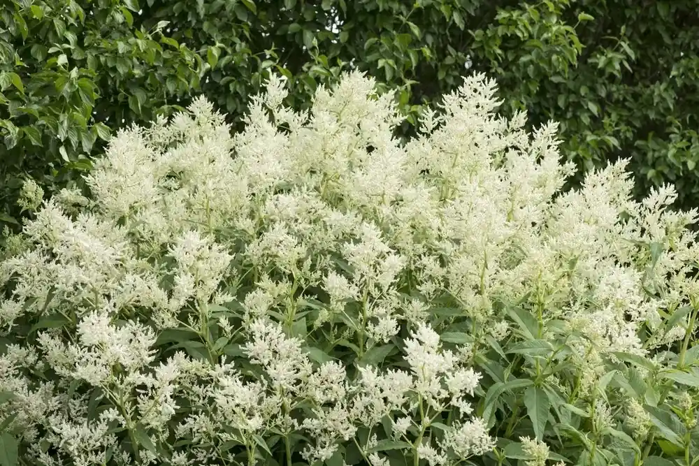 Duizendknoop (Persicaria polymorpha) | Veel gevraagd