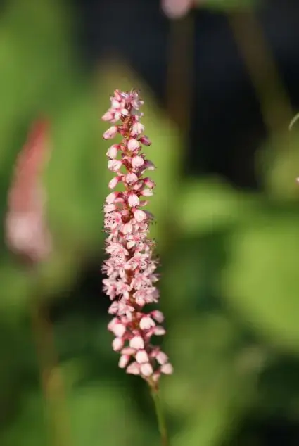 Duizendknoop (Persicaria amplexicaulis ‘Rosea‘) - Bestel vandaag