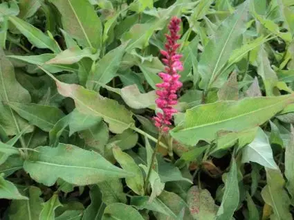 Duizendknoop (Persicaria amplexicaulis ‘Orangofield‘) - Superprijs
