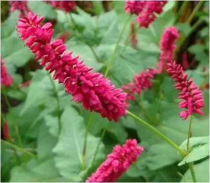 Duizendknoop (Persicaria amplexicaulis ‘Taurus‘) | Nieuw binnen