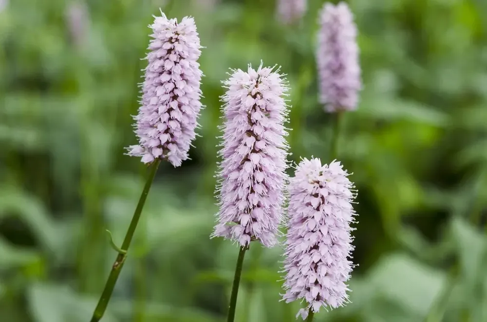 Erg populair | Adderwortel (Persicaria bistorta ‘Superba‘)