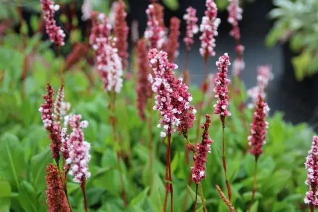 Duizendknoop (Persicaria affinis ‘Superba‘) | Nu kopen