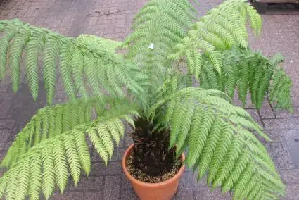 Grote Boomvaren (Dicksonia antarctica) - Voordeelprijs