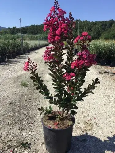 Scherp geprijsd | Lagerstroemia (Lagerstroemia ‘Pink Velour‘)