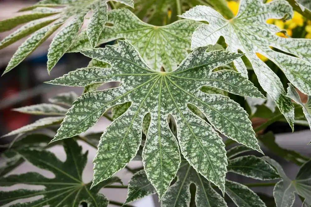 Vingerplant (Fatsia japonica ‘Spiders Web‘) - Meest verkocht