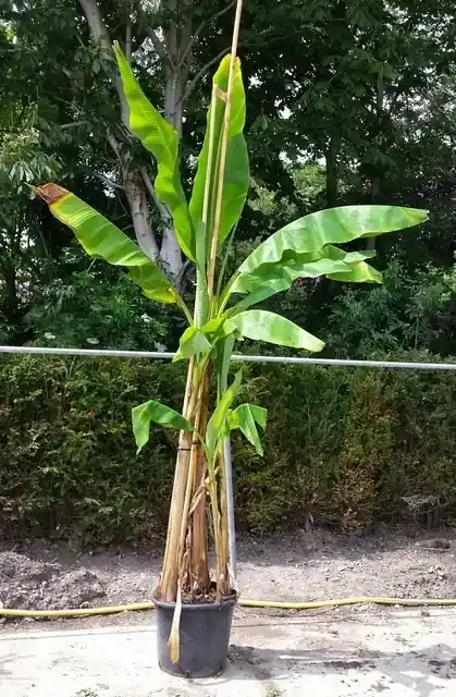 Lage prijs | Bananenboom (Musa basjoo)