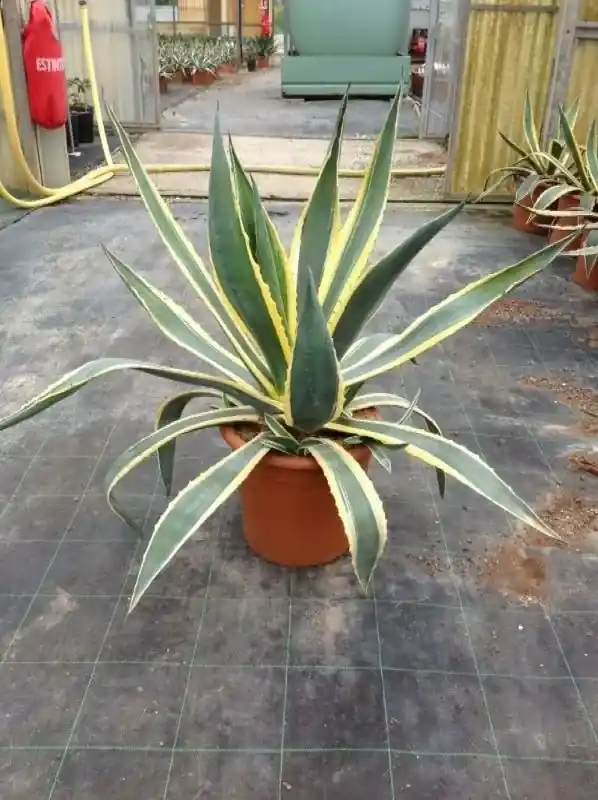 Voorraad bijna op - Agave (Agave americana ‘Variegata‘)