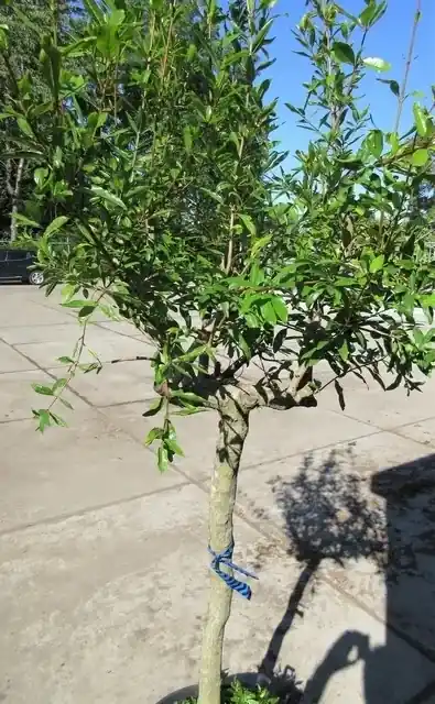 Granaatappel op stam (Punica granatum) | Direct bestellen