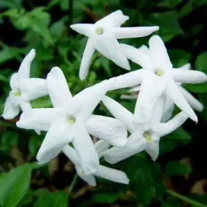 Jasmijn (Jasminum polyanthum) - Deal