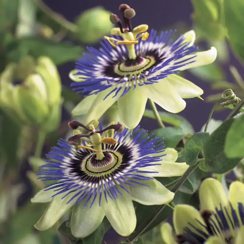 Bestseller - Winterharde Passiebloem kopen? Passiflora caerulea met garantie