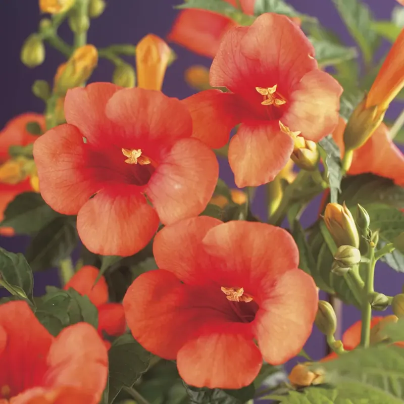 Trompetbloem (Campsis tagliabuana ‘Mme Galen‘) - Prijsverlaging