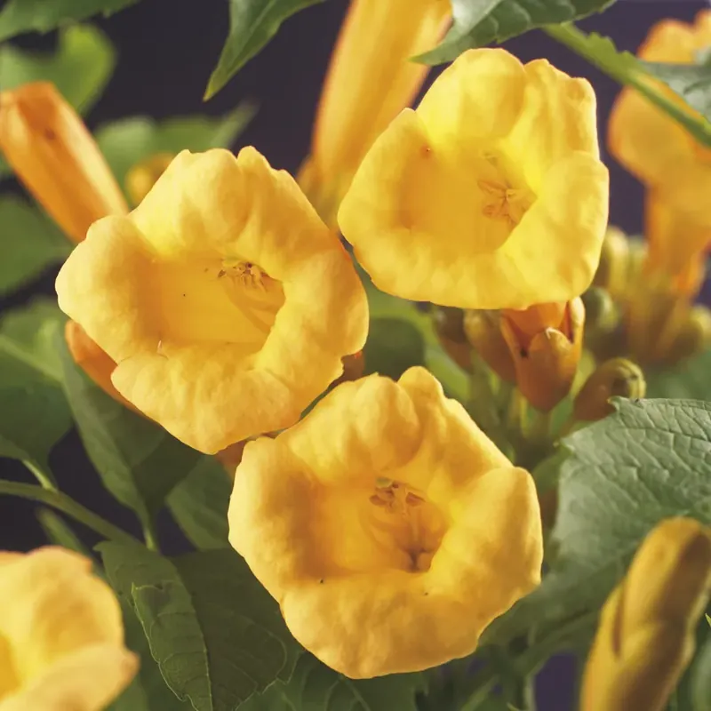 Trompetbloem (Campsis radicans ‘Flava‘) | Scherpe prijs